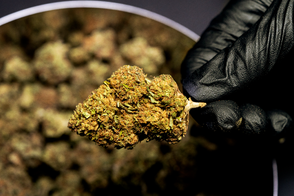 Hand in black gloves holding a cannabis strain, with additional strains placed in a pot in the background