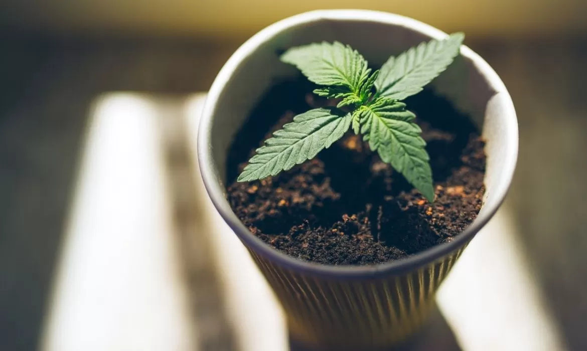 Early Remedy hemp strain