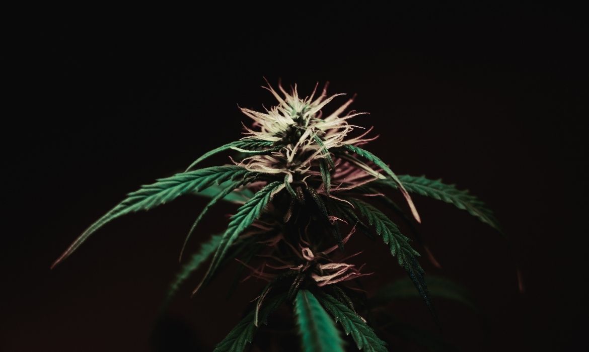 Fedora Hemp Strain