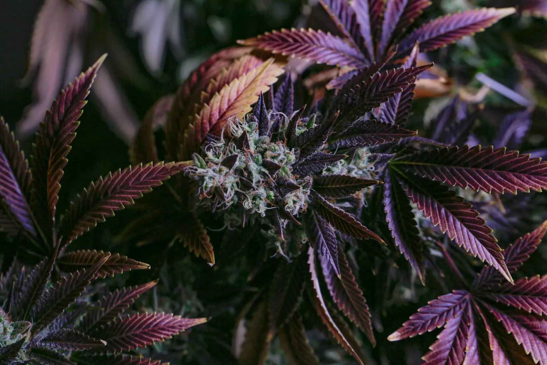 Fire Angel strain