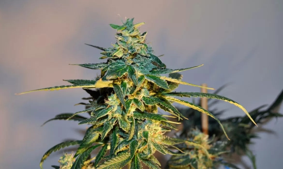 Frosted Lime Hemp Strain Review