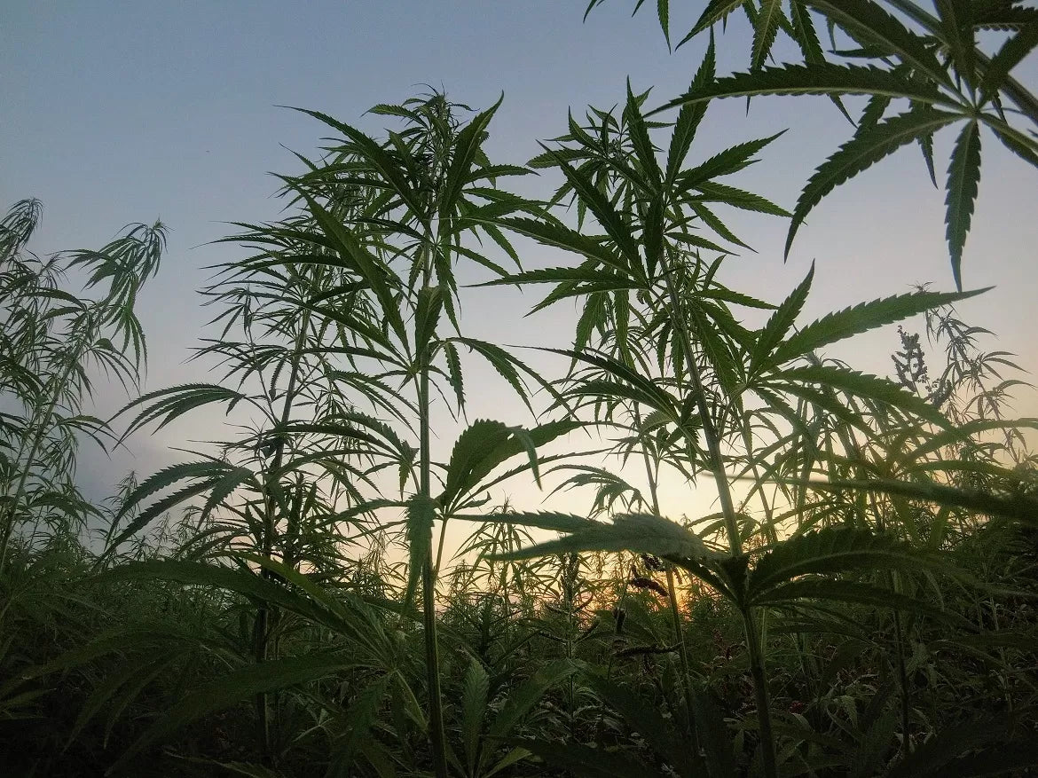 Flowering hemp crops