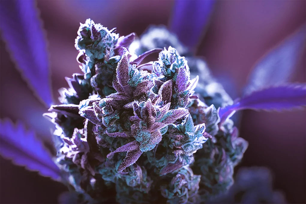 a close up shot of a bud of gas berry cannabis strain lit with a purple light.