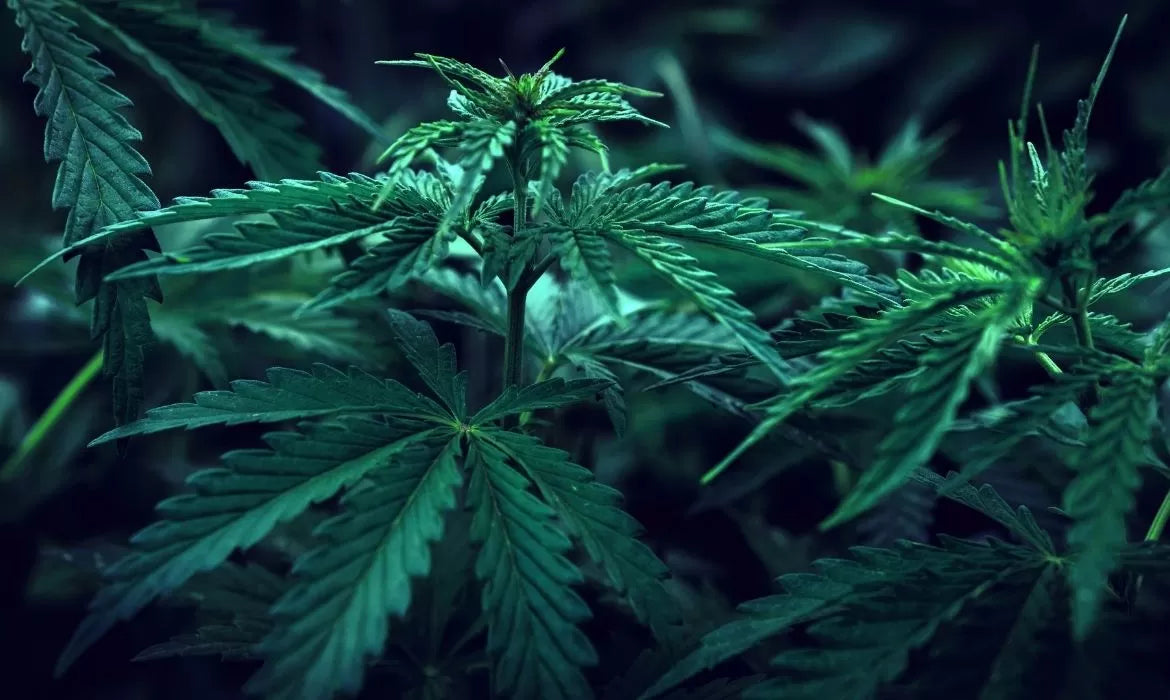 Goliath hemp strain