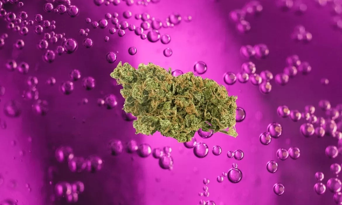 Grape Soda hemp strain
