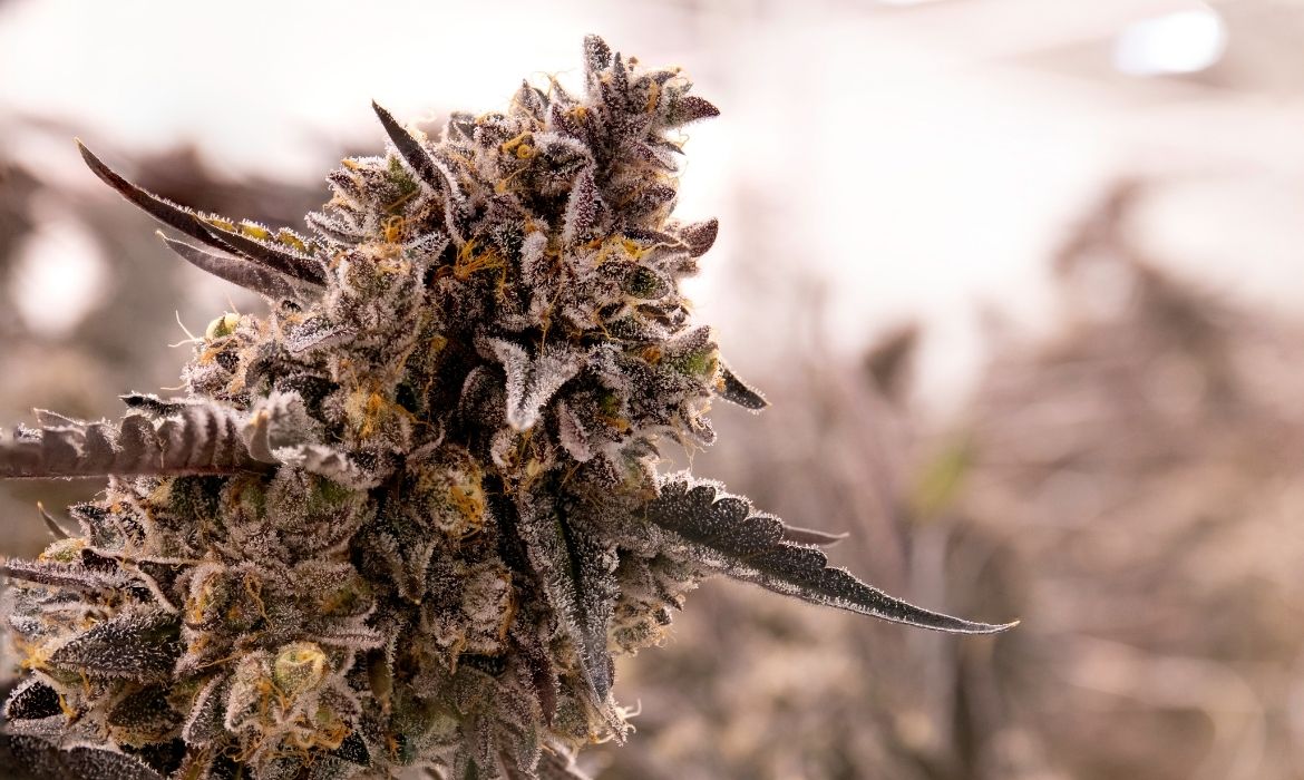 Great Divide Strain