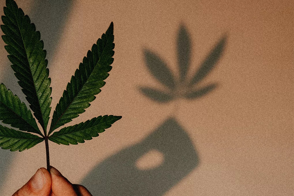 A hand holds a cannabis leaf by the stem in such a way that the light casts a shadow of the leaf on the wall behind it.