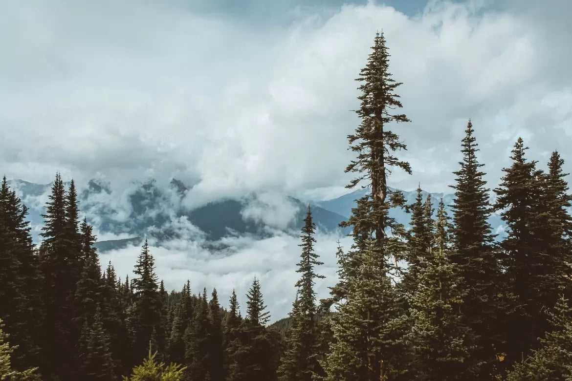Beautiful spruce trees stand proud among a cloudy sky in Washington State