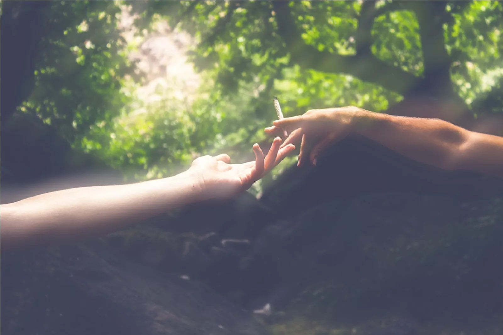A hand of a woman and a man holding a CBD joint amidst a forest