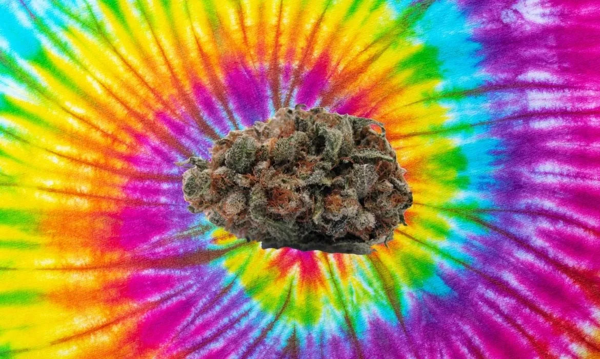 Hippie Crippler Strain bud