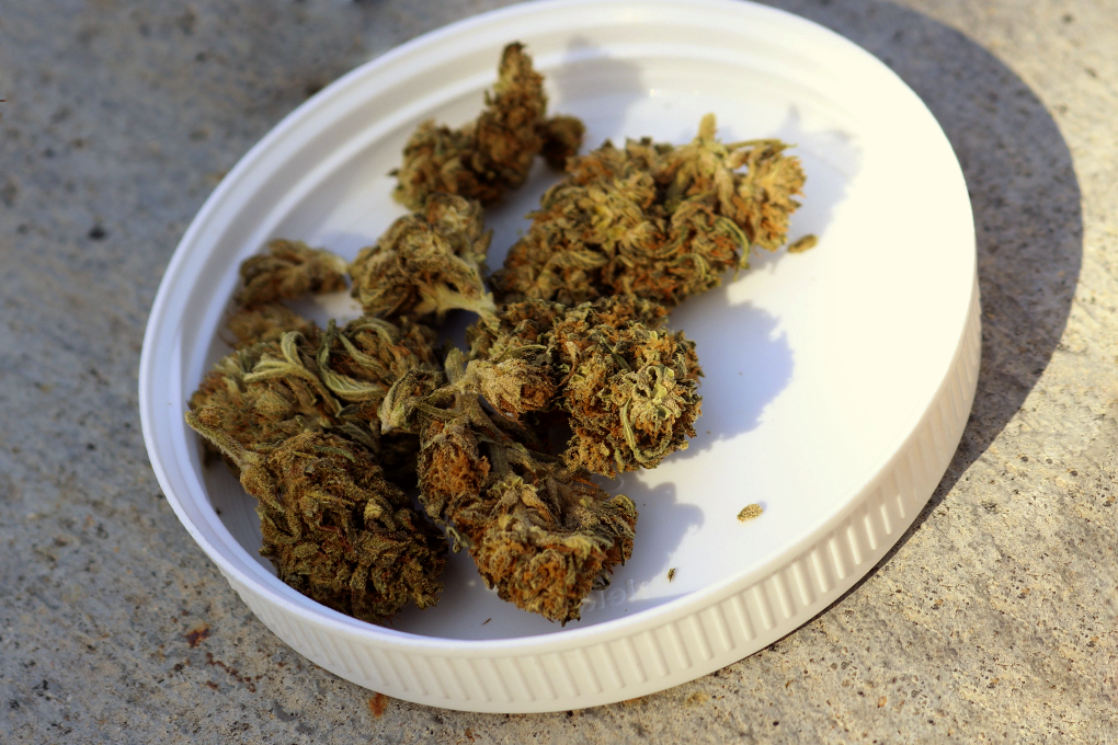 Some cannabis weeds placed on a white, round-shaped lid