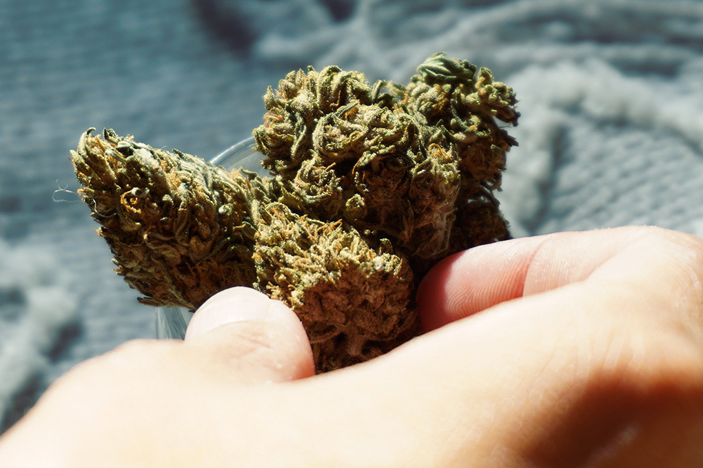 A hand holding a cannabis flower