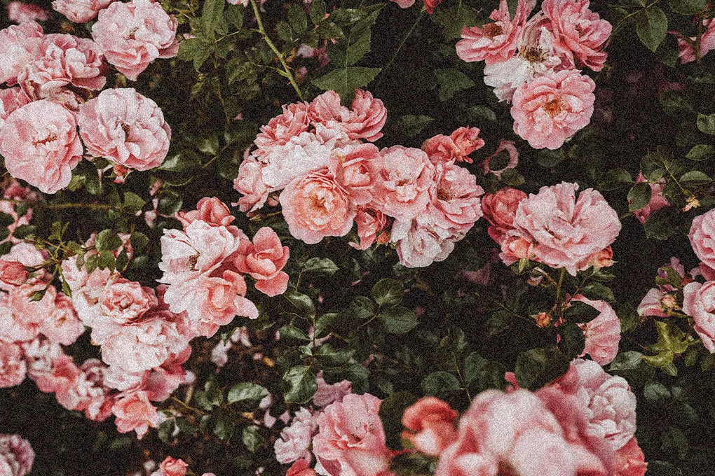 A close up of a pink rose bush.