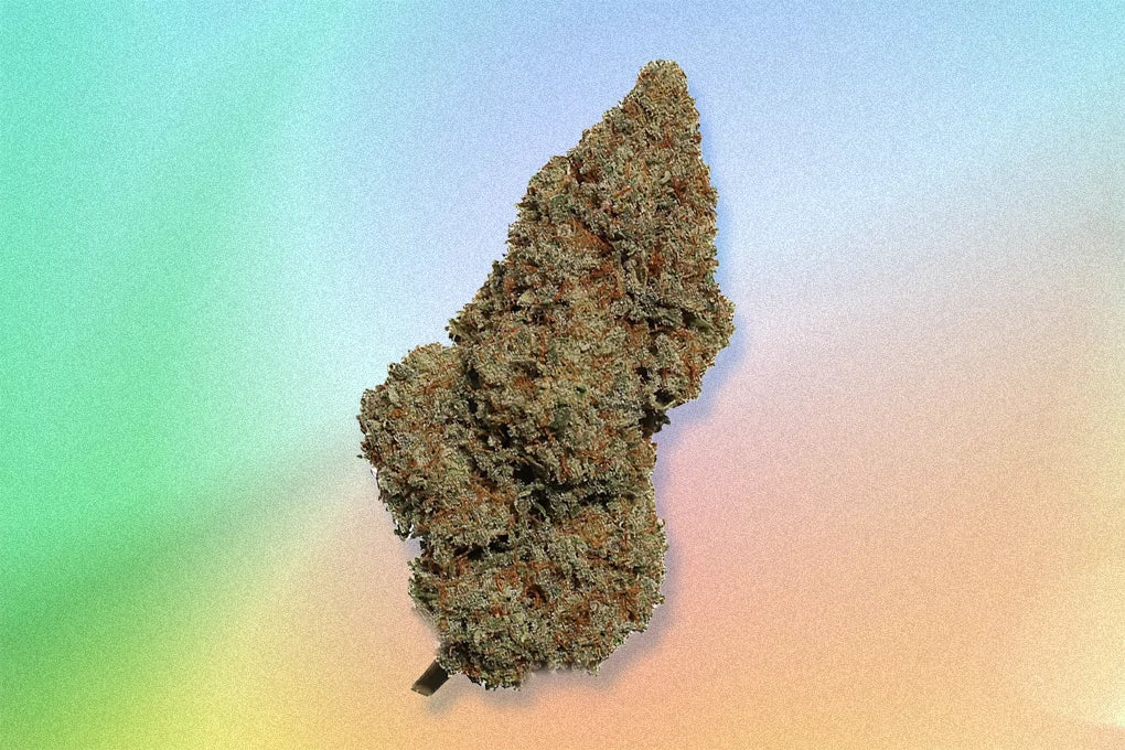 A bud of CBD cannabis floats against a multicolor pastel backdrop.
