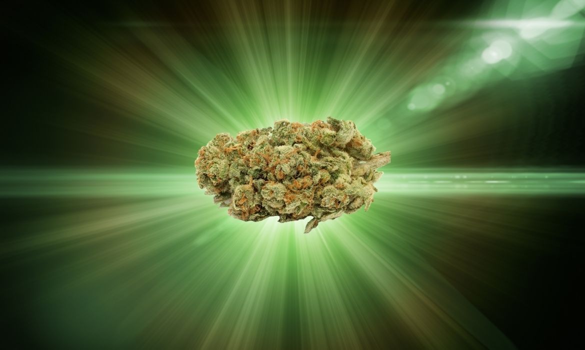Hulk hemp strain