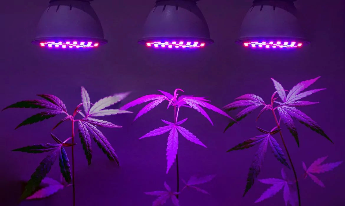 Male CBD hemp plants growing indoors