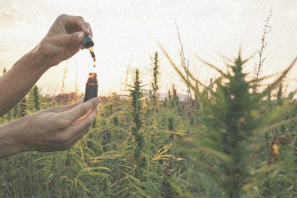 An image of a pair of hands holding a dropper above a bottle of CBD oil against the backdrop of a field of cannabis plants.