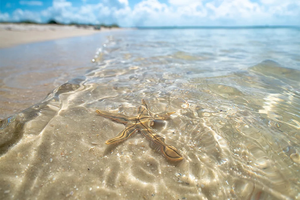 A Starfish in the sea beach water with cloudy blue sky