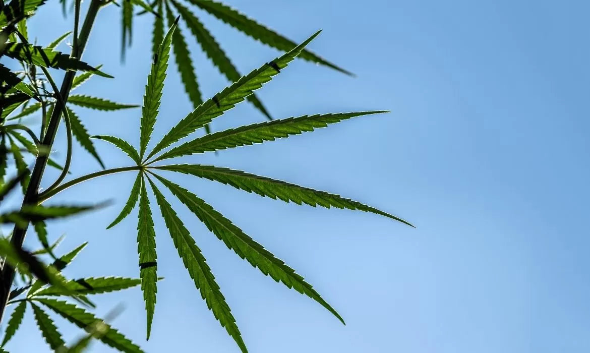 Quality sun-grown weed