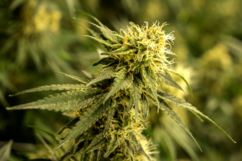 A detailed view of a Cannabis marijuana plant with against a hazy background