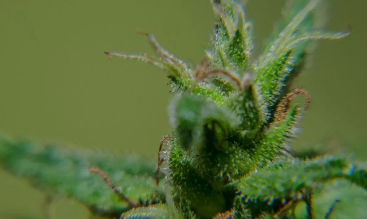 Island Sweet Skunk hemp strain