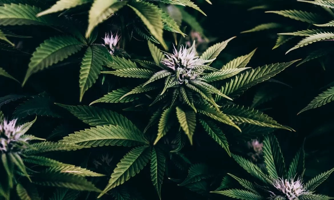 KLR hemp strain