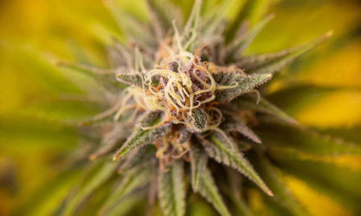 Close up to the Killer Queen strain flower