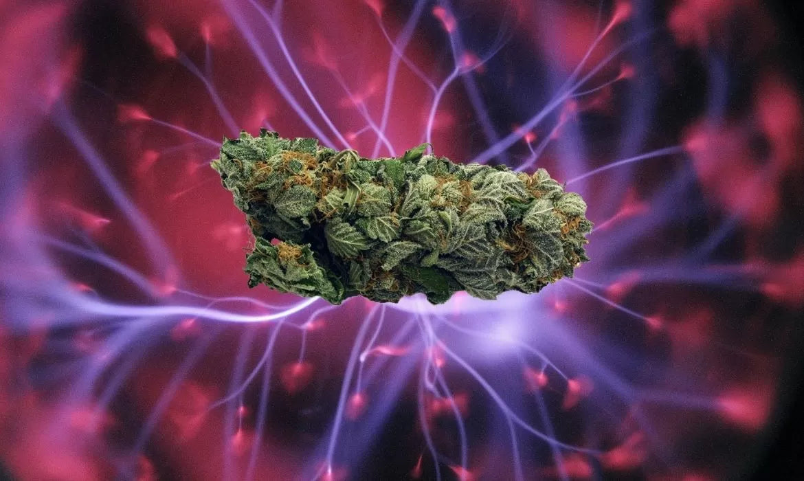 Kripple Shock Strain