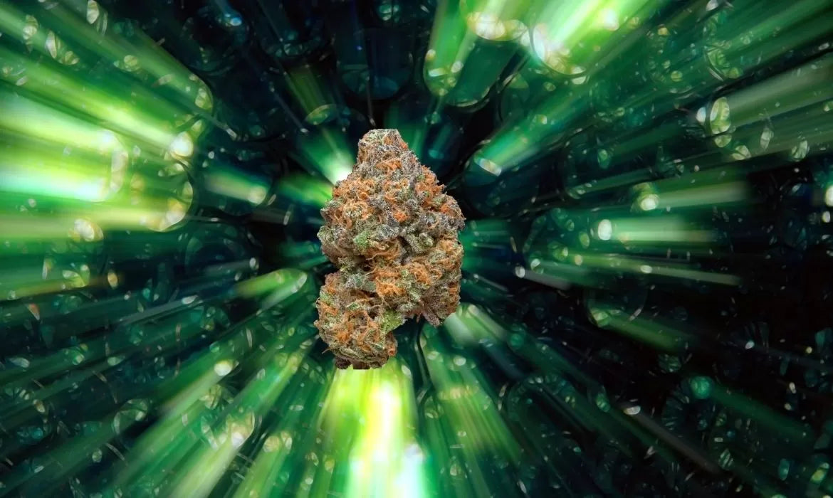 Kryptonite cannabis strain