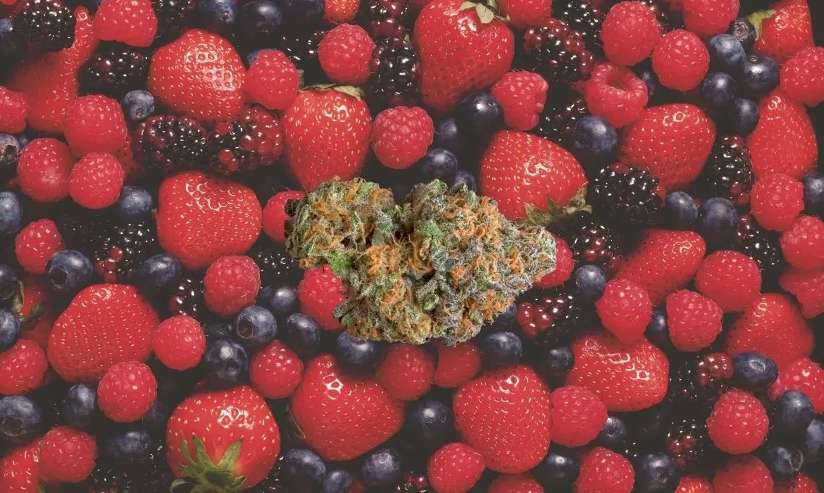 Kushberry strain