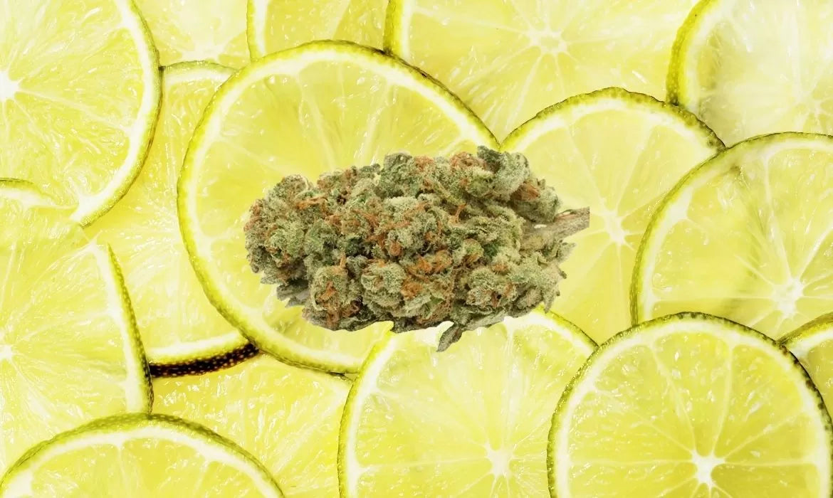 Amnesia Lemon strain