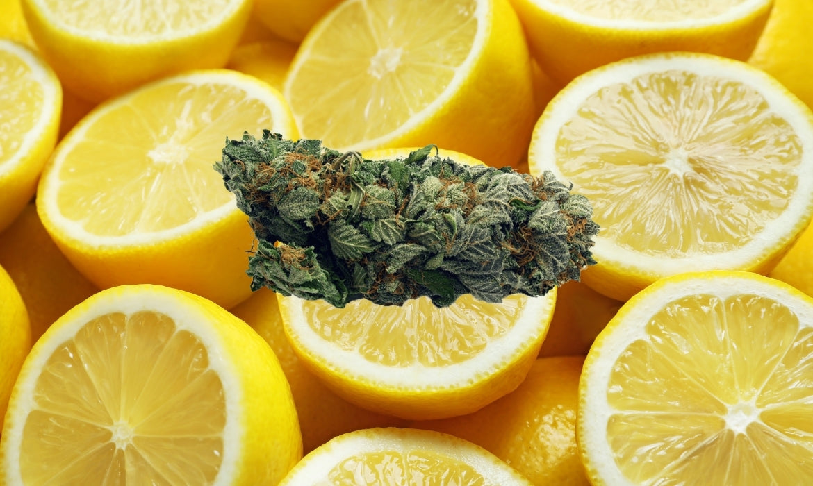 A cannabis nug of the lemon bubba strain hovers above a pile of juicy lemons