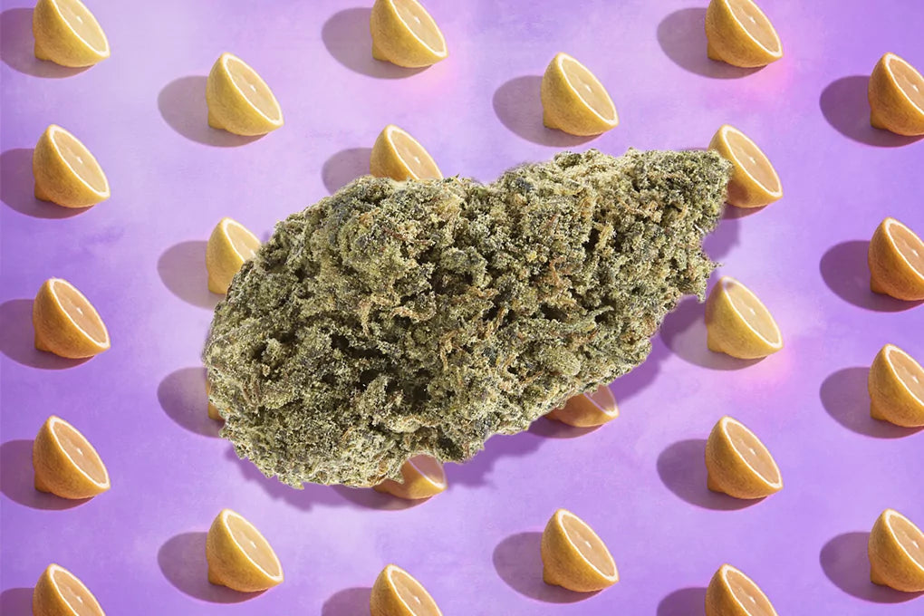 A nugget of lemon purple haze floats in front of a purple backdrop dotted with lemons