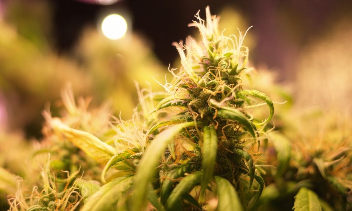 Lemon Sherbet strain flower