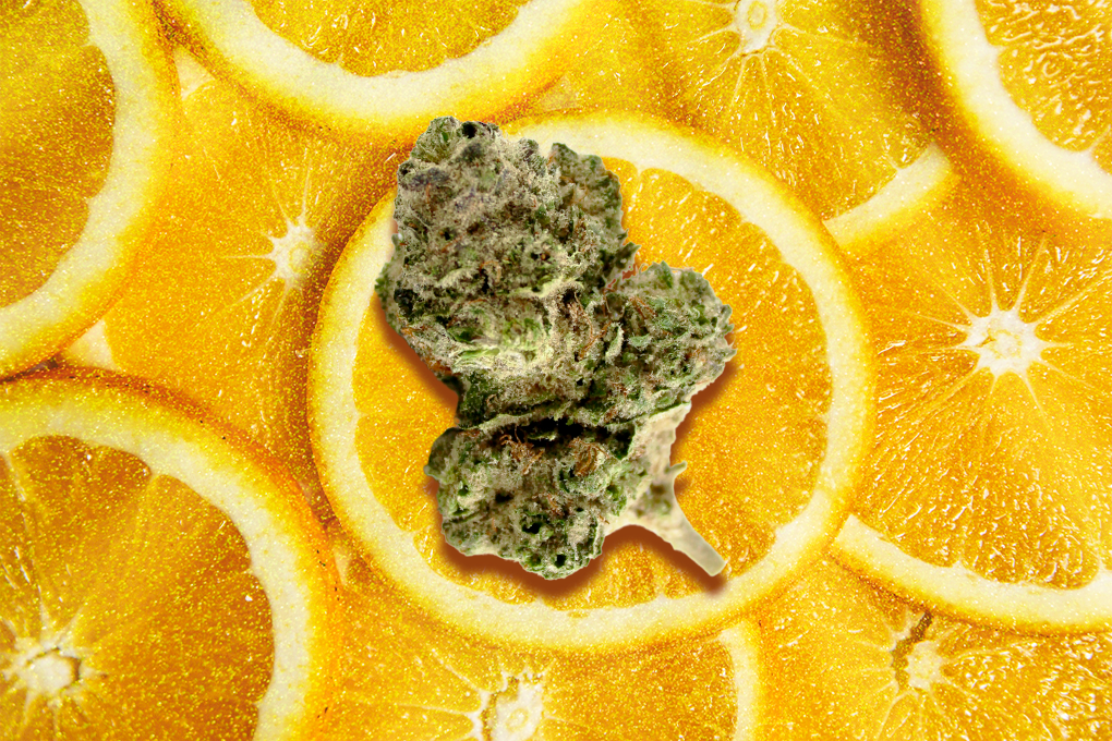 Cannabis strains sitting on top of freshly sliced ripe lemon pieces