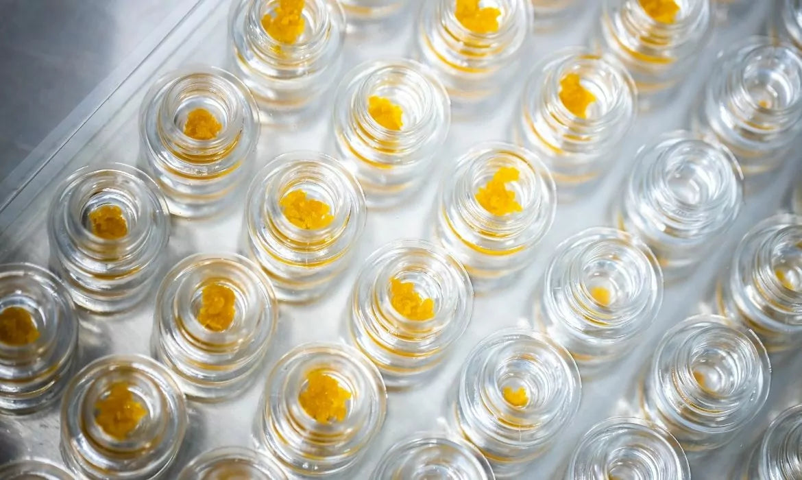 Glass jars full of live resin