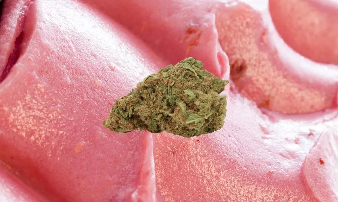 Lotto Cake strain