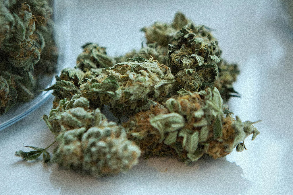 CBD flowers on a white surface