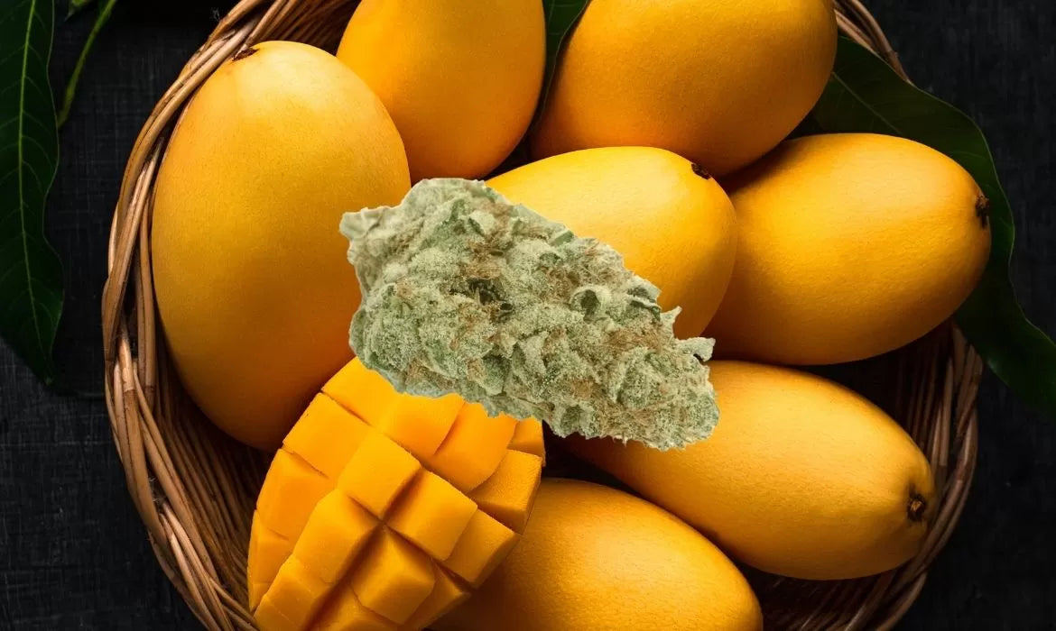 A beautiful nug dripping in trichomes hovers above a basket of mangos