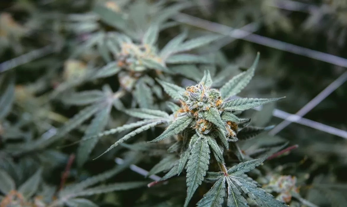 Master hemp strain buds