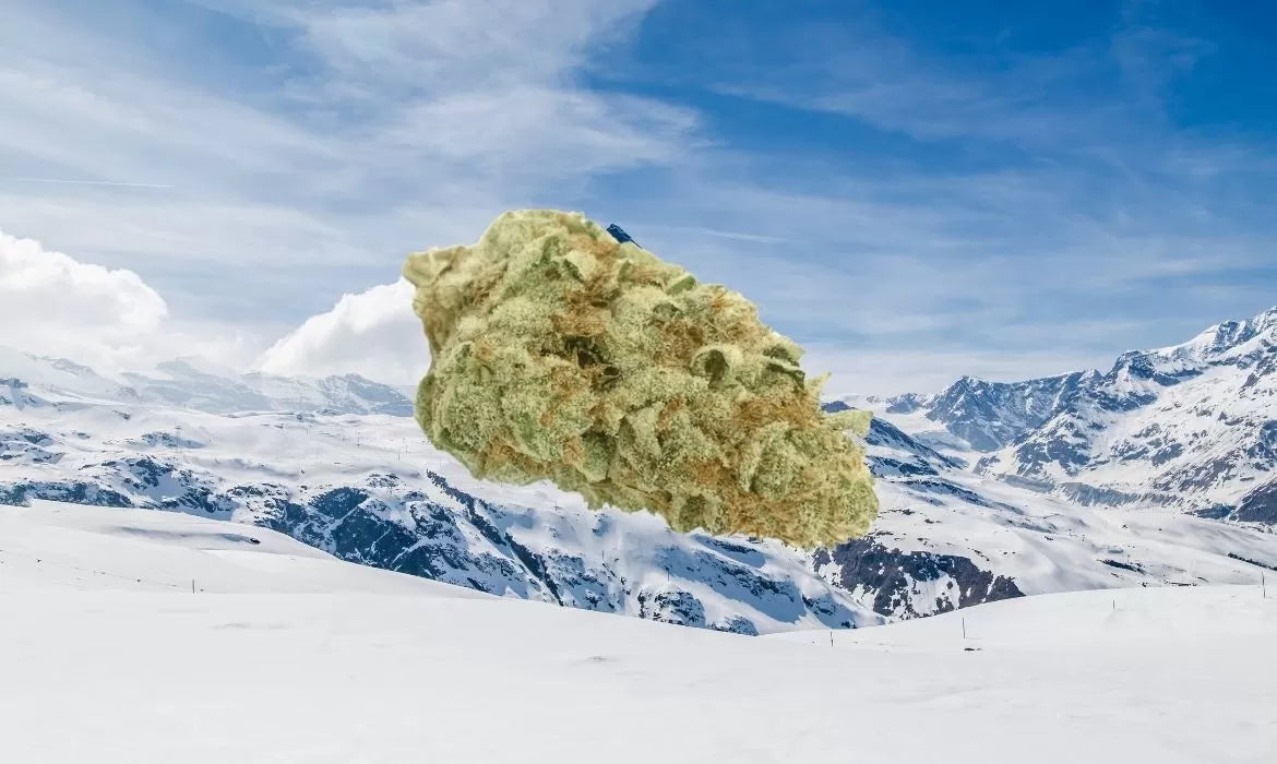 Matterhorn hemp strain