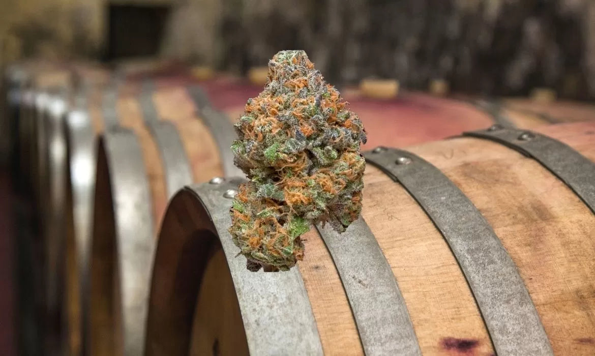 Merlot hemp strain