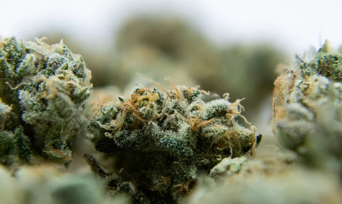 Midwest hemp strain