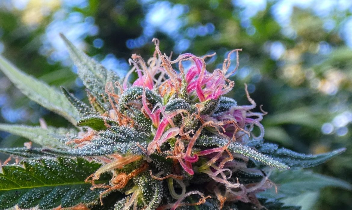 Mountain Mango hemp strain