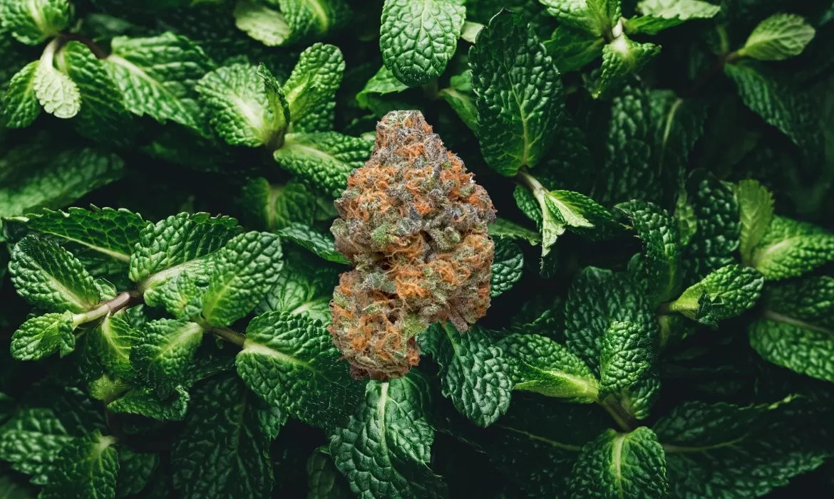 A green and purple bud of Nigerian Mint Strain hovers above a field of mint