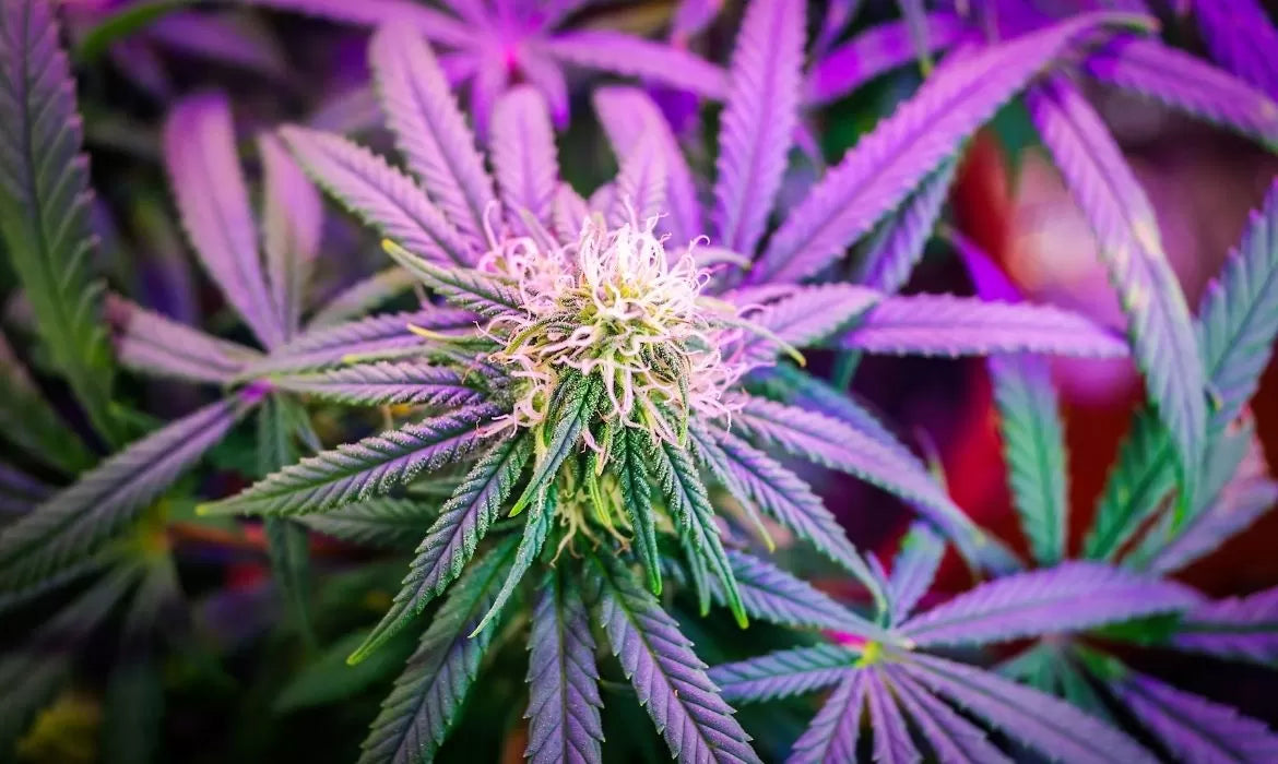 Northern Lights hemp bud