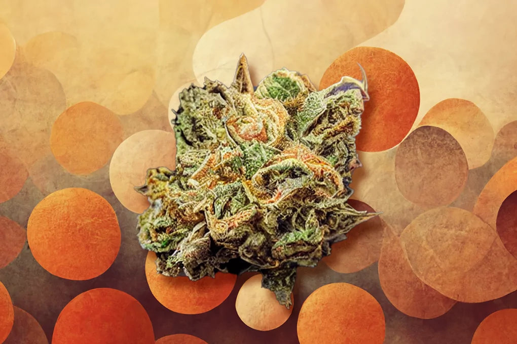 a bud of orange glaze strain cannabis floats against an abstract orange background.