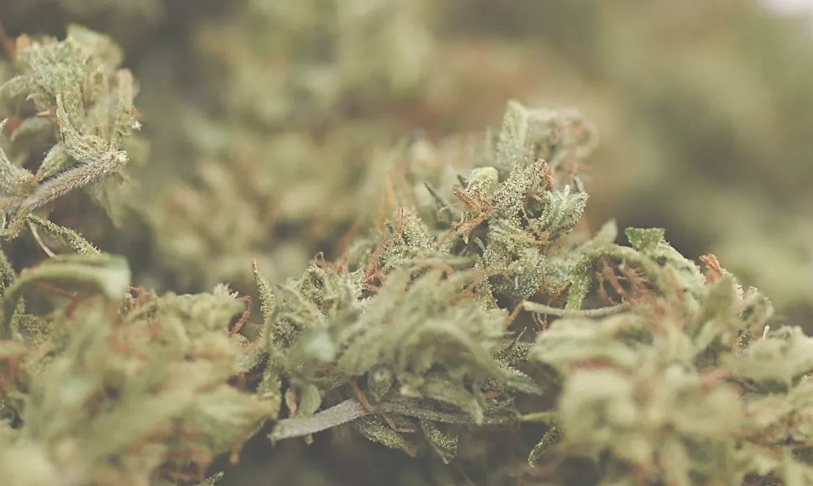 Otto hemp strain