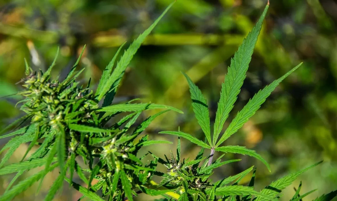 Peach Goliath hemp strain