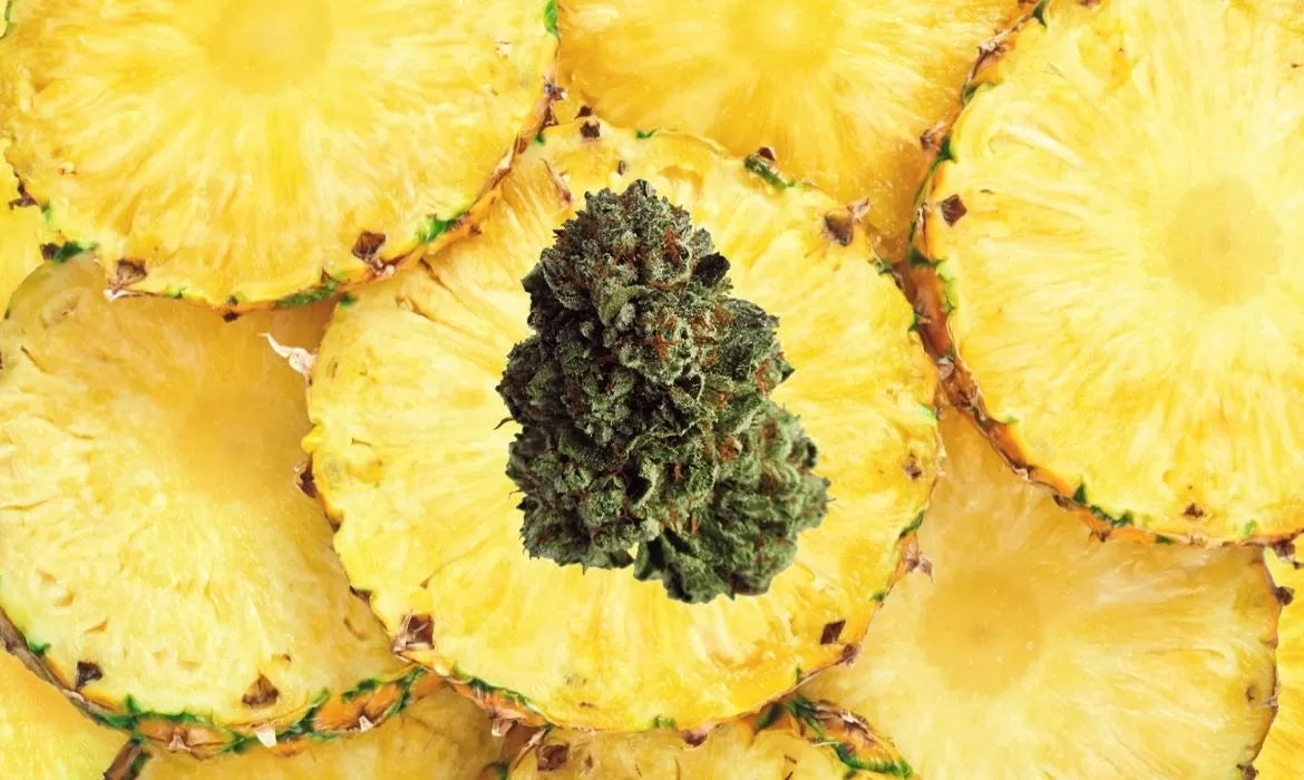 Pineapple Crush strain bud